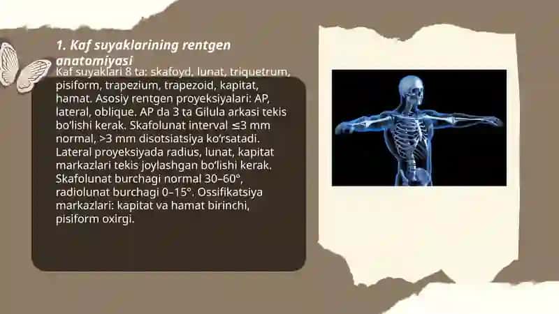 Skelet suyaklarining rentgen anatomiyasi 3