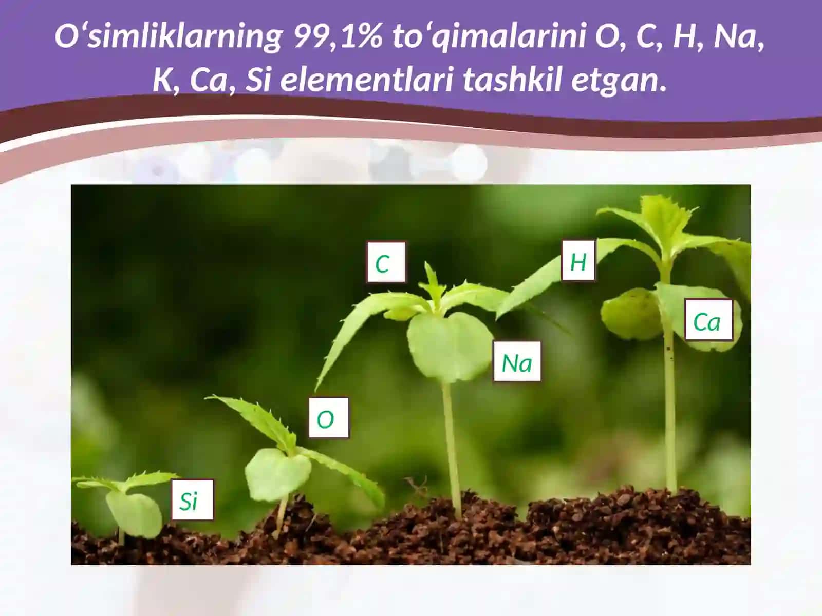Biogenelementlar va ularning tirikorganizmlardagi ahamiyati 3