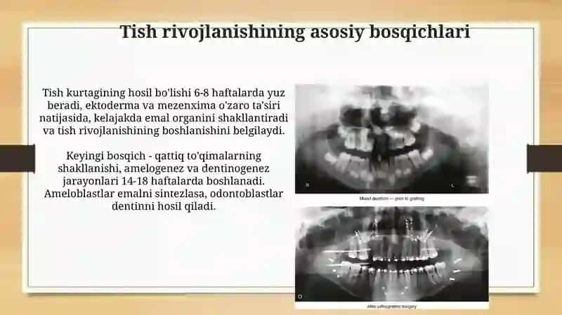 Tishlar almashuvining biokimyoviy asoslari 3
