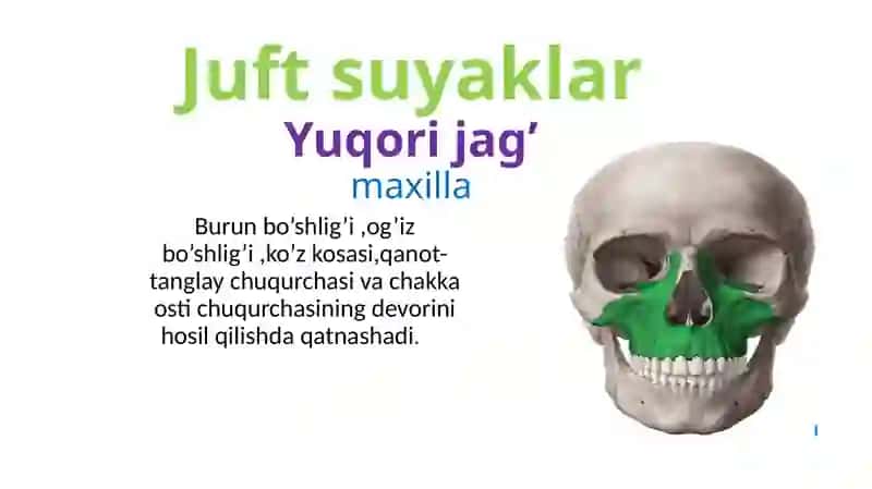 Yuz suyaklari (Cranium viscerale) 3