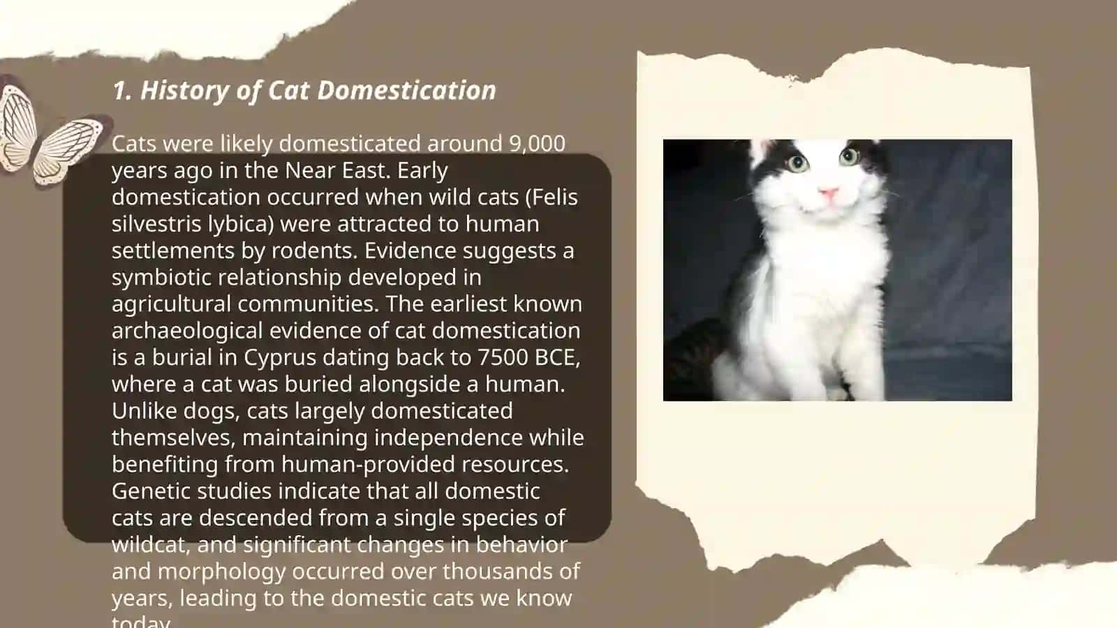 About cats 3
