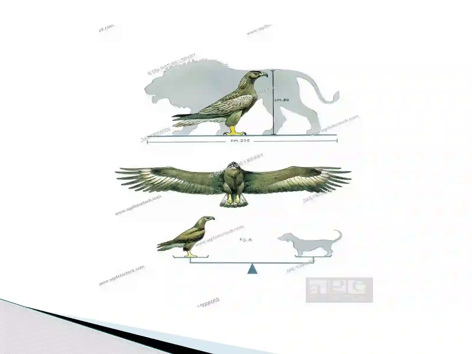 BURGUT GOLDEN EAGLE 3