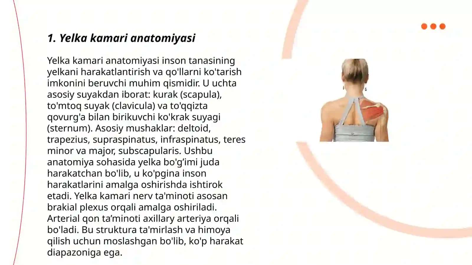 Yelka kamari anatomiyasi 3