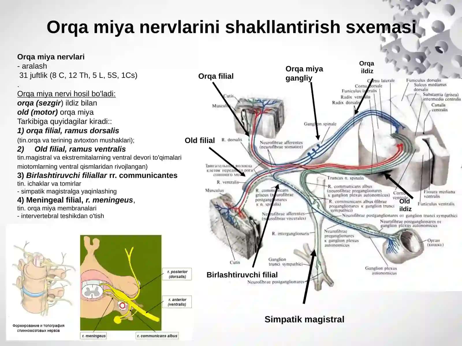 Orqa miya nervlar orqa miya tuguni 3