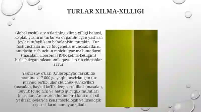 Yashil suv o'tlari (Chlorophyta) 3
