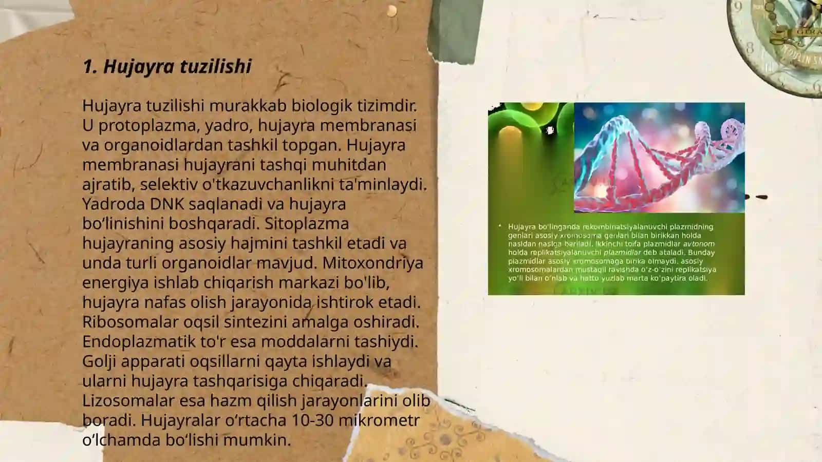 Hujayra tuzilishi 3