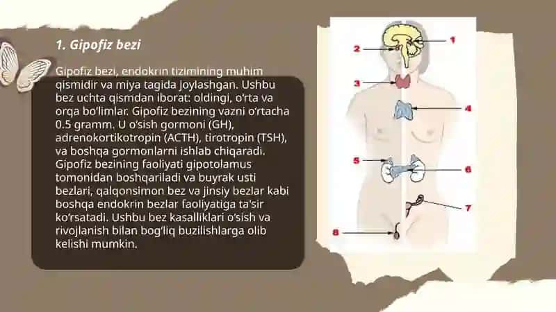 Ichki sekretsiya bezlari 3