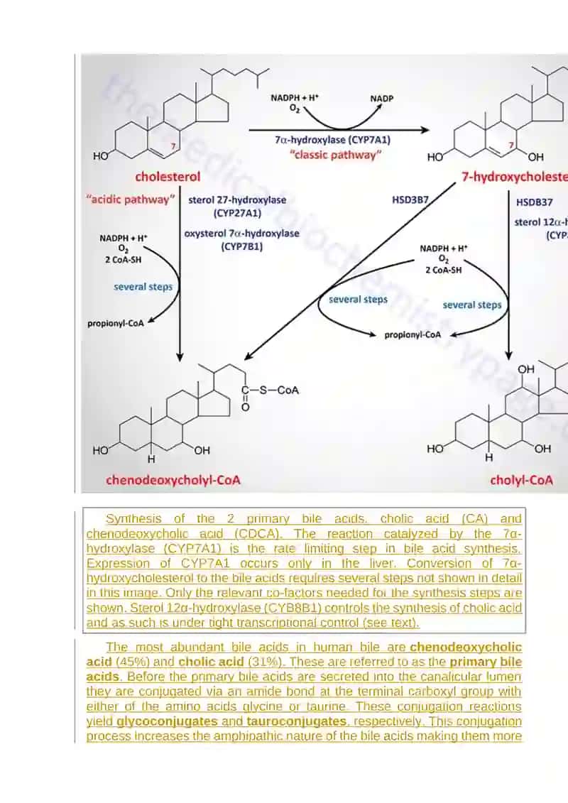 Bile Acid Synthesis and Utilization 3