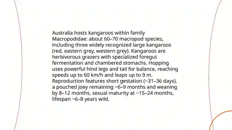 Kangaroo species and biology 3