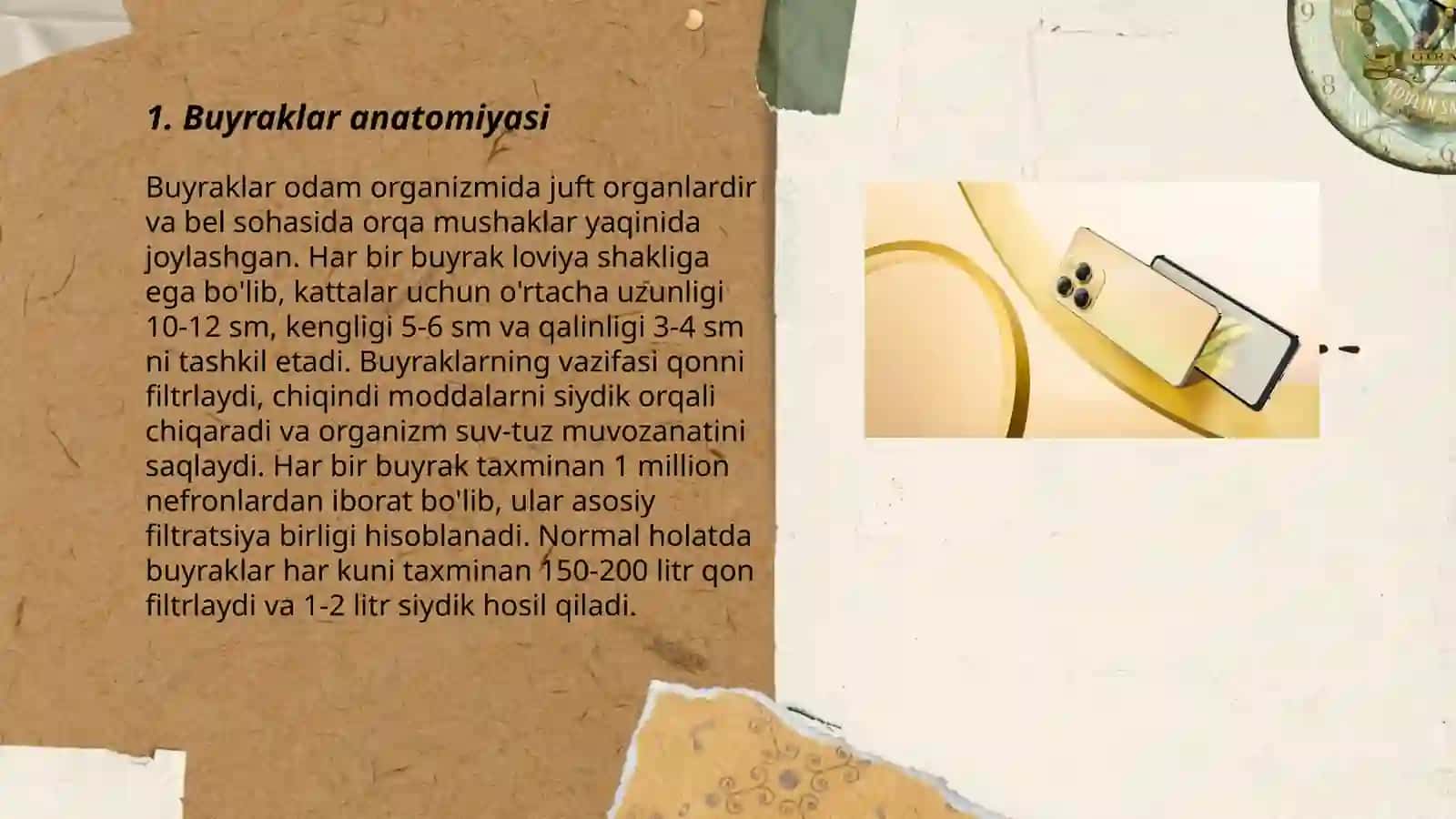 Buyraklar anatomiyasi 3