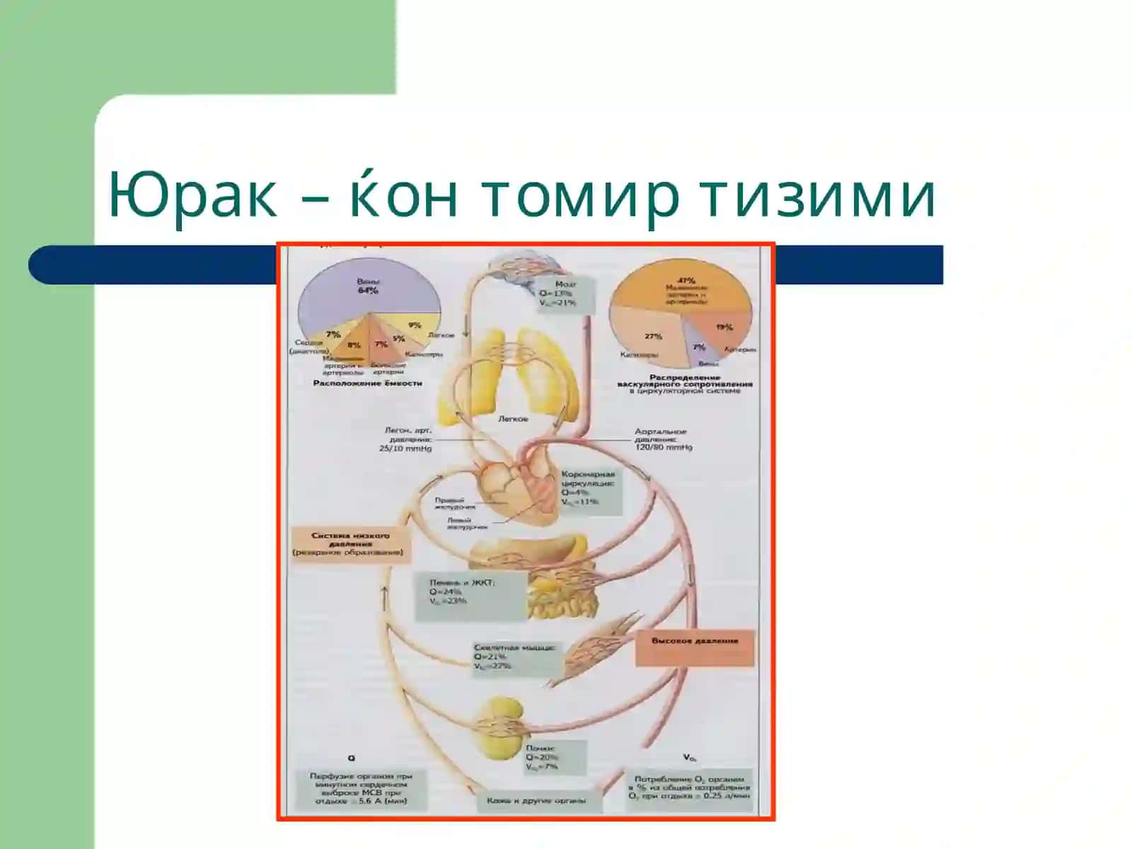 Томирлар тизими патофизиологияси 3