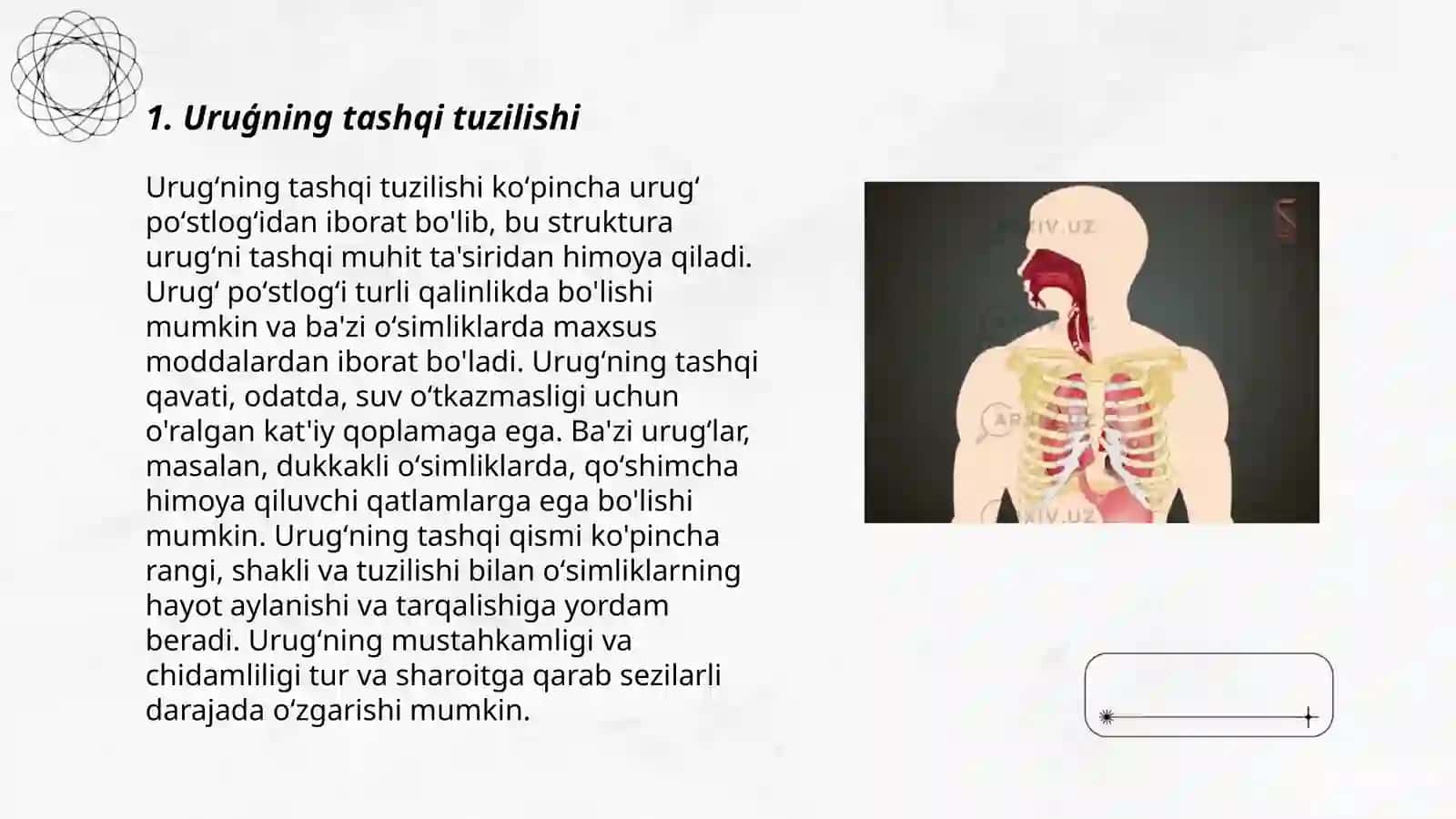 Uruģ va mevaning tuzilishi 3