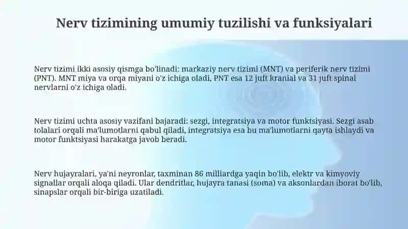 Nerv sistemasining tuzilishi 3