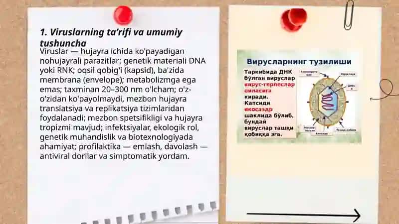 Viruslar haqida tushuncha 3
