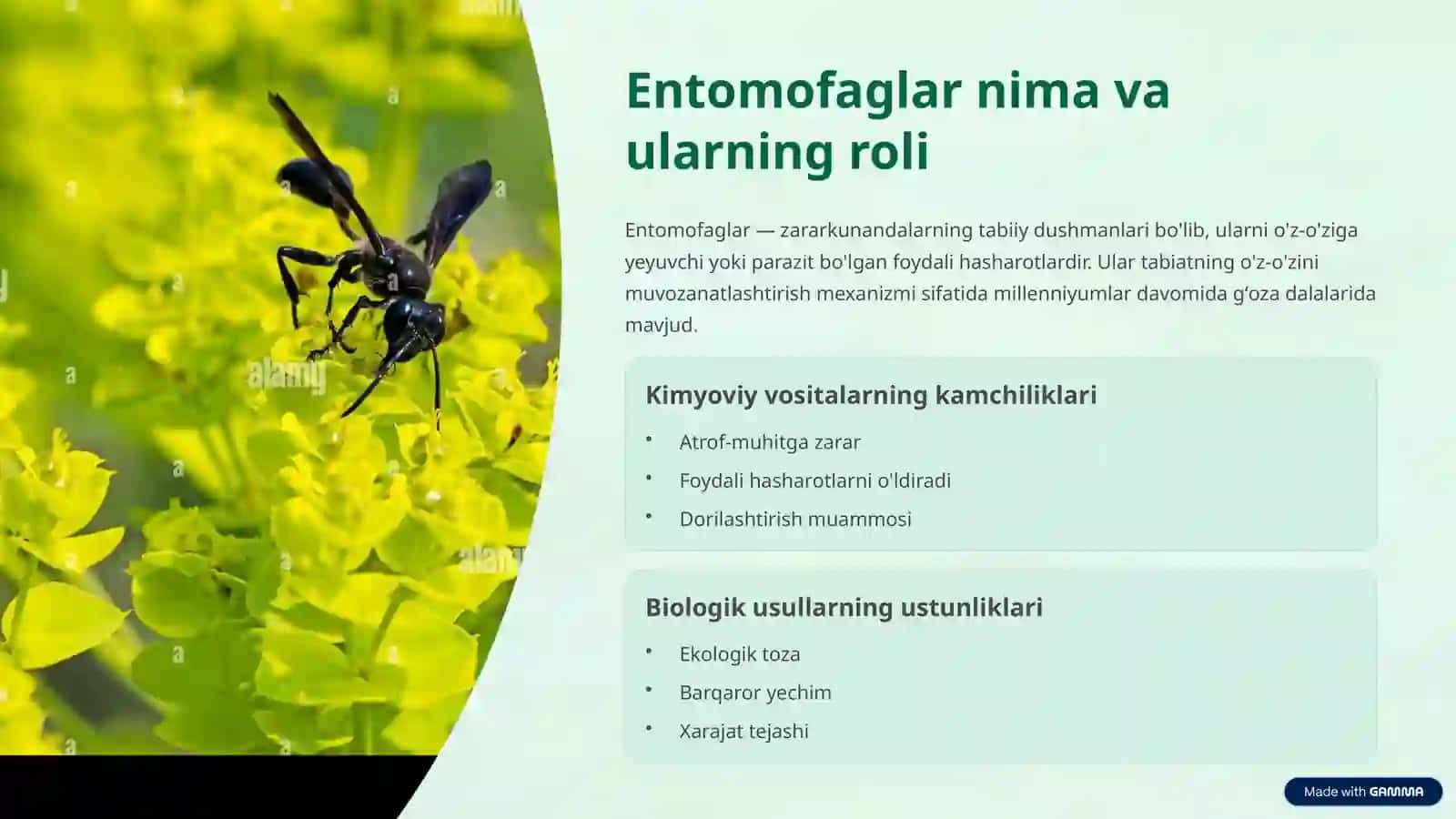 Gʻoʻzaning kemiruvchi zararkunandalarining entomofaglari 3