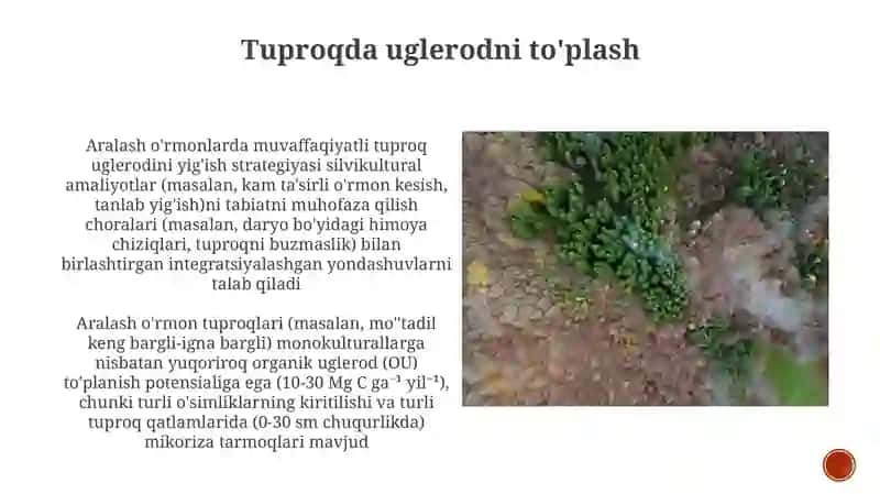 Aralash oʻrmonlar tuproqlarini oʻrganish 3