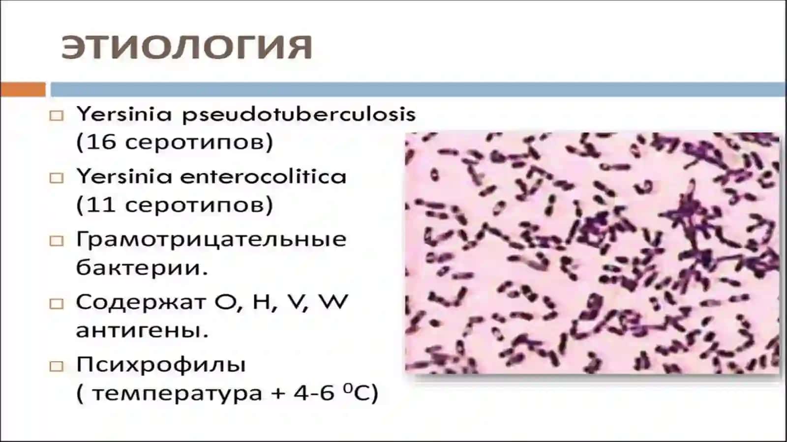 Iersinioz 3