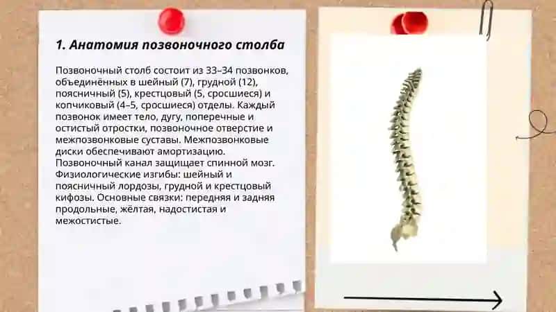 Позвоночный столб 3