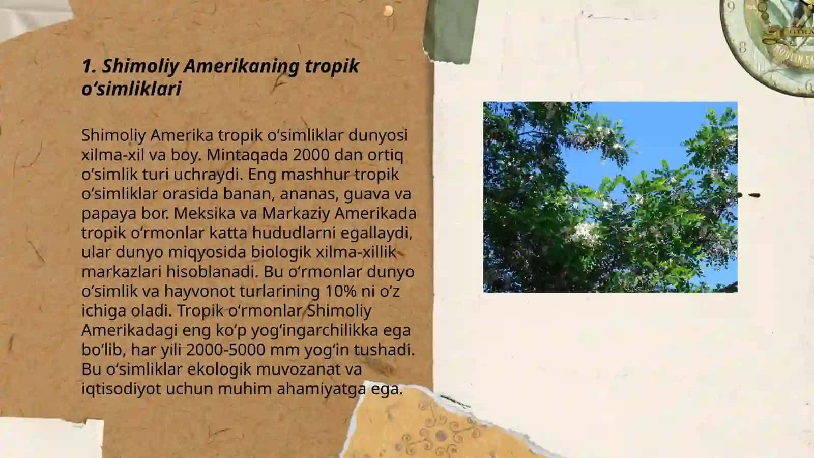 Shimoliy Amerika oʻsimliklari 3