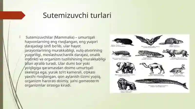 Sutemizuvchilar(Mammalia) 3