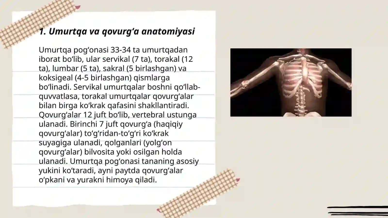 Umurtqa va qovurgʻa anatomiyasi 3