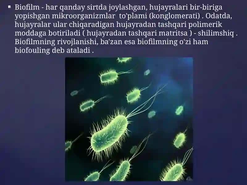 Bakteriyalar bioplenkasi 3