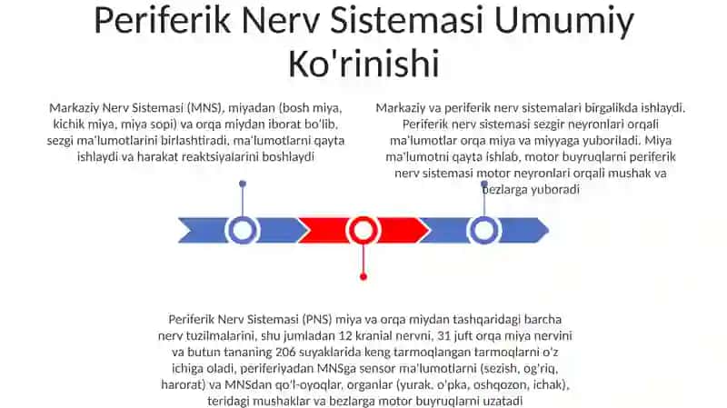 nerv sistemasi markaziy va periferik 3