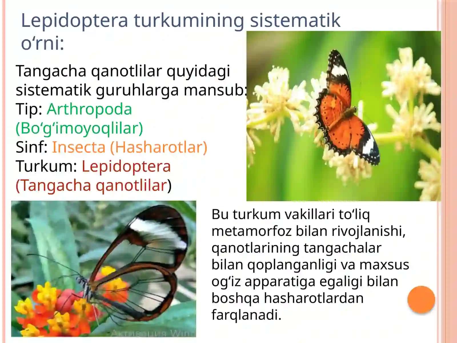 Tangachaqanotlihasharotlarvaularningaxamiyati 3