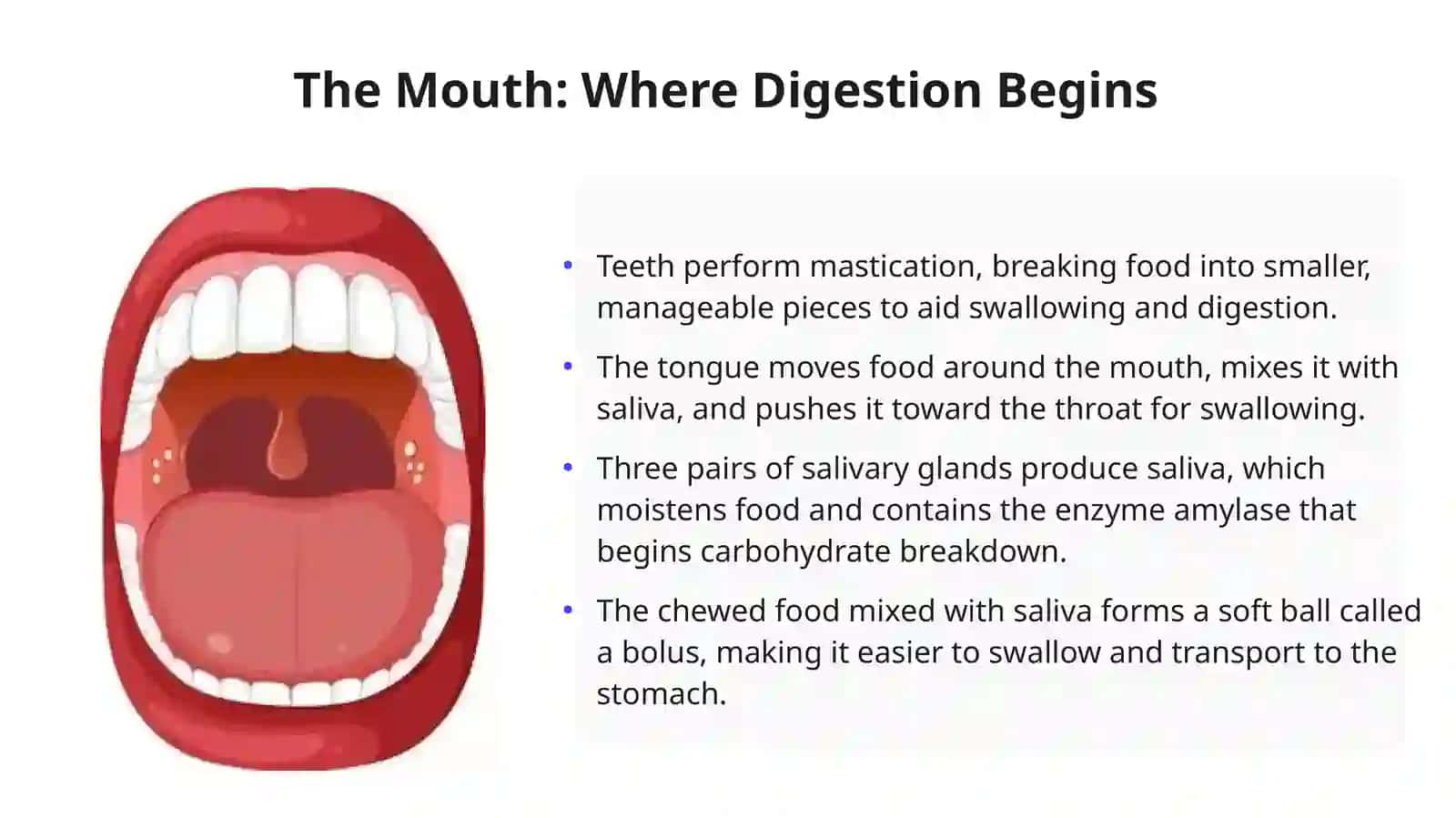 Anatomy of the Digestive System 3