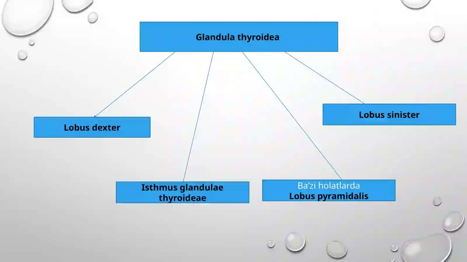 Qalqonsimon bezglandula thyroidea 3