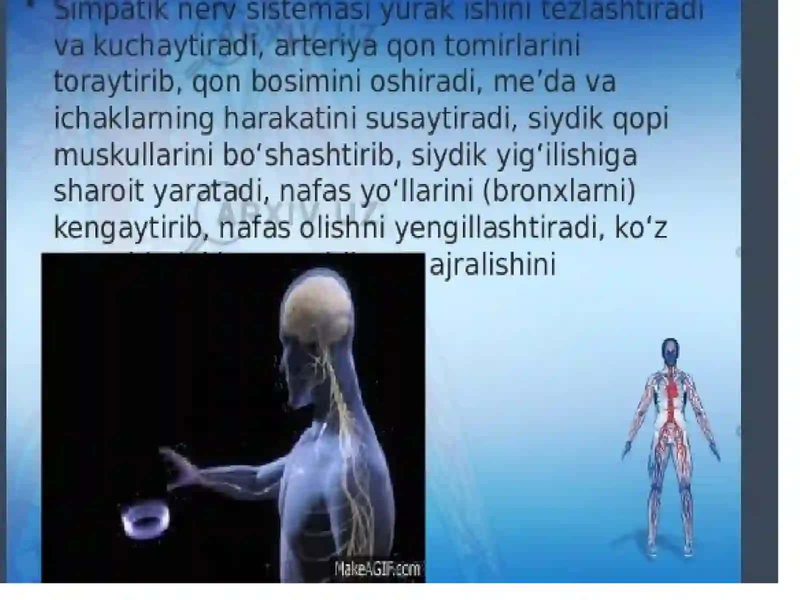 Vegetativ nerv sistemasi 3