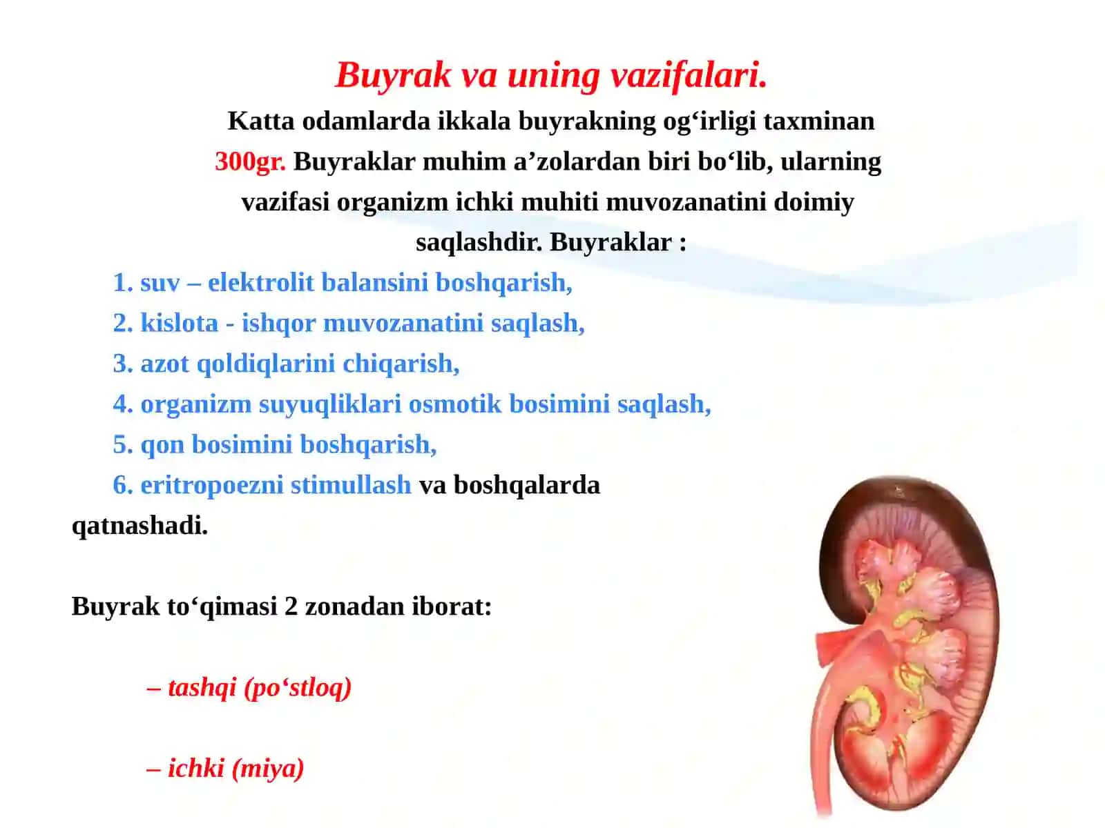 Siydik ajratish a’zolarining tuzilishini o’rganish 3