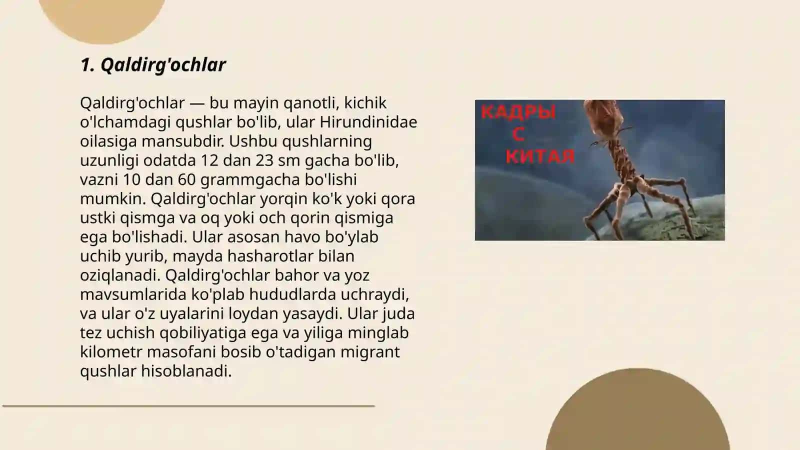 Qaldirg'ochlar 3