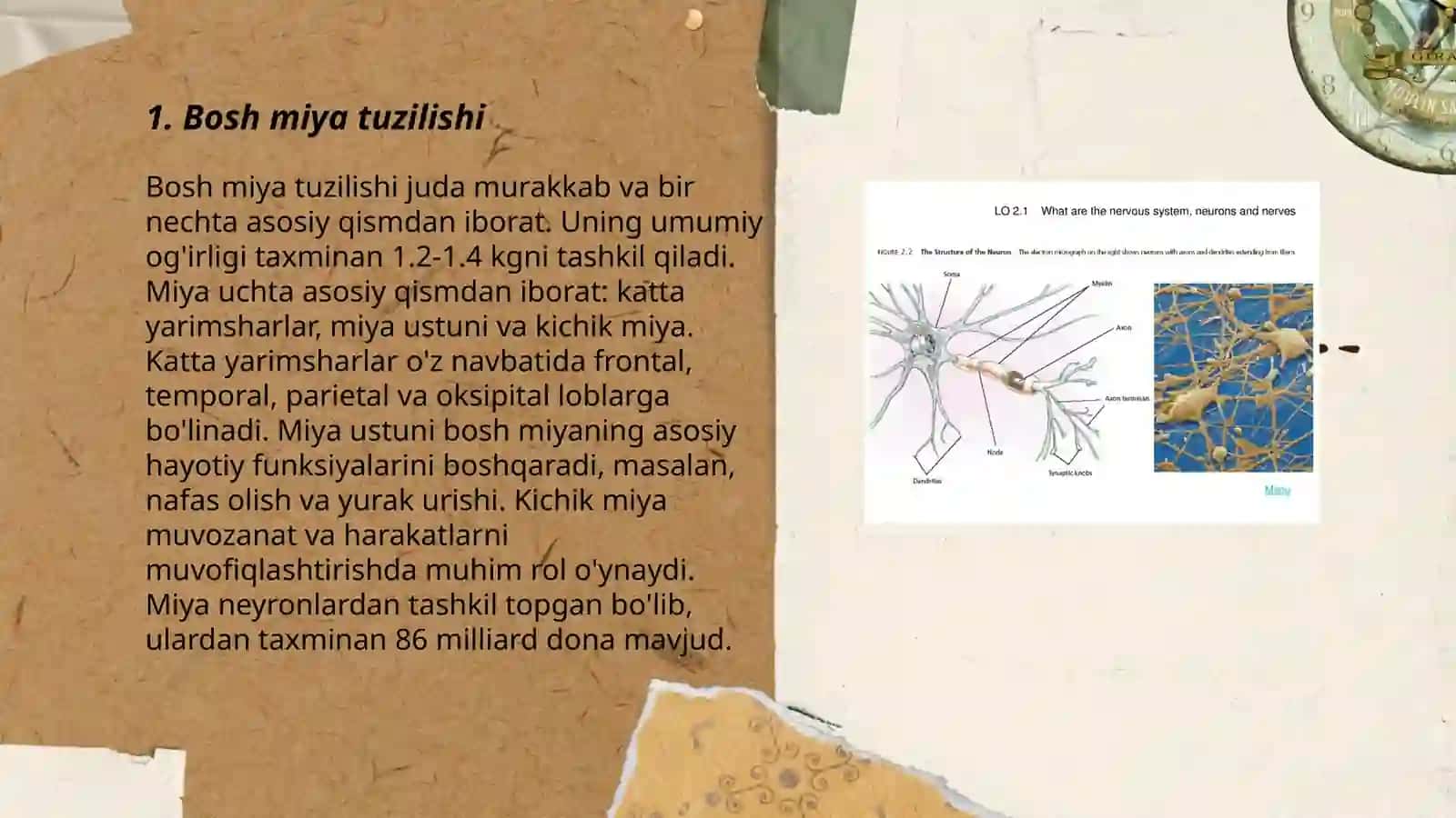 Bosh miya tuzilishi 3