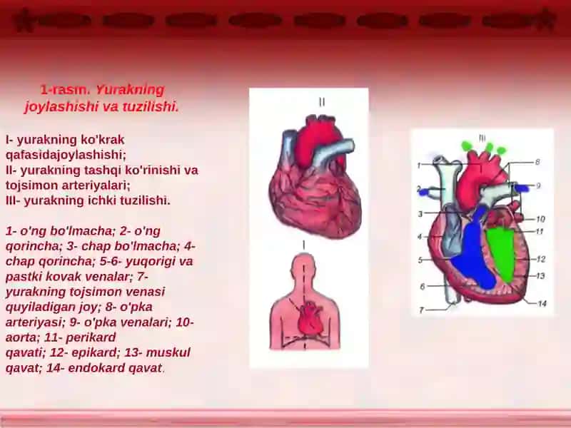 qon aylanish tizimi kasalliklari 3