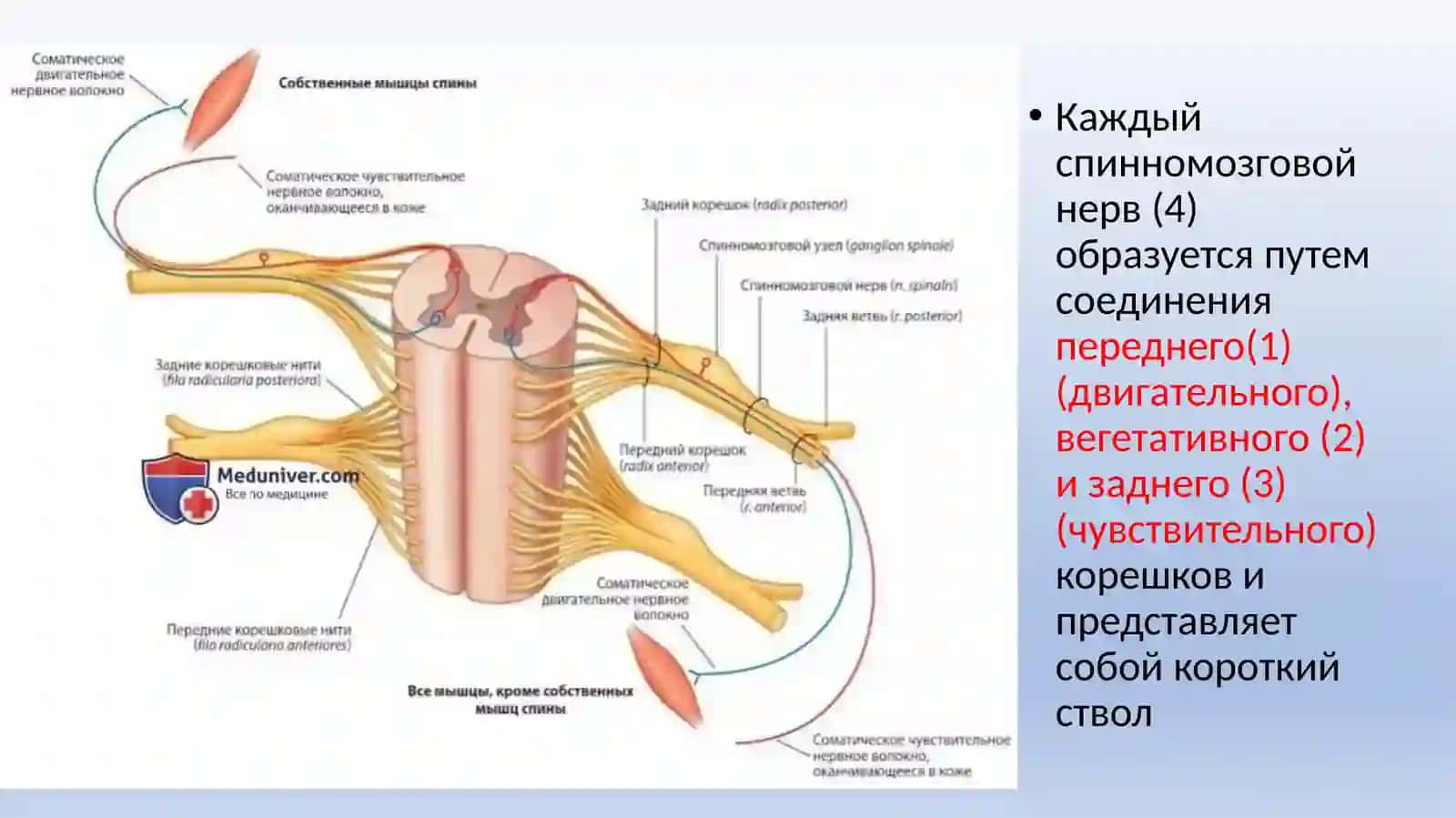 Образование спинно-мозговых нервов 3