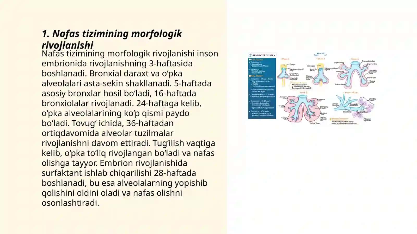 Nafas tizimining yosh xususiyati 3