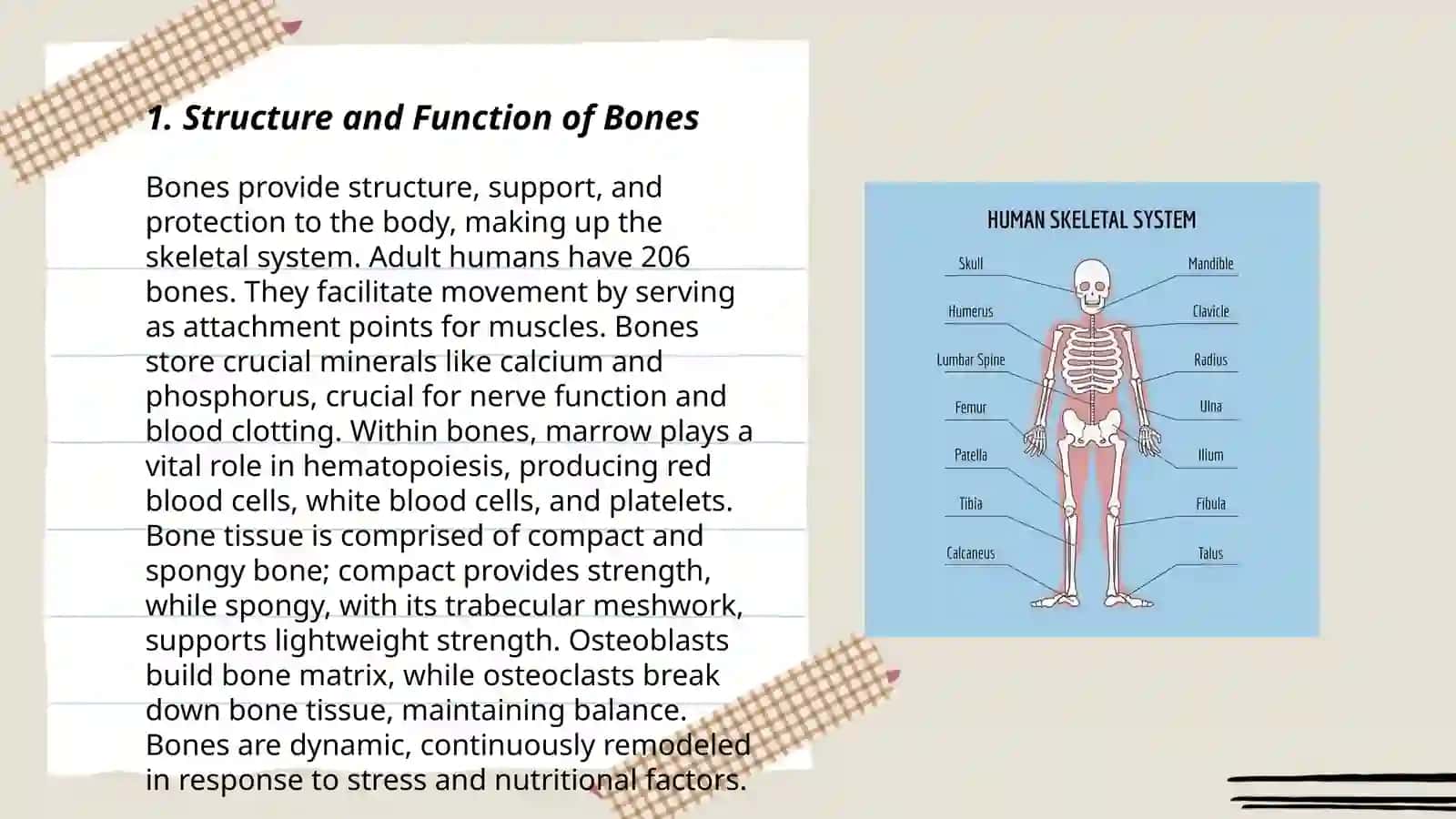 Anatomy of skeletal system 3
