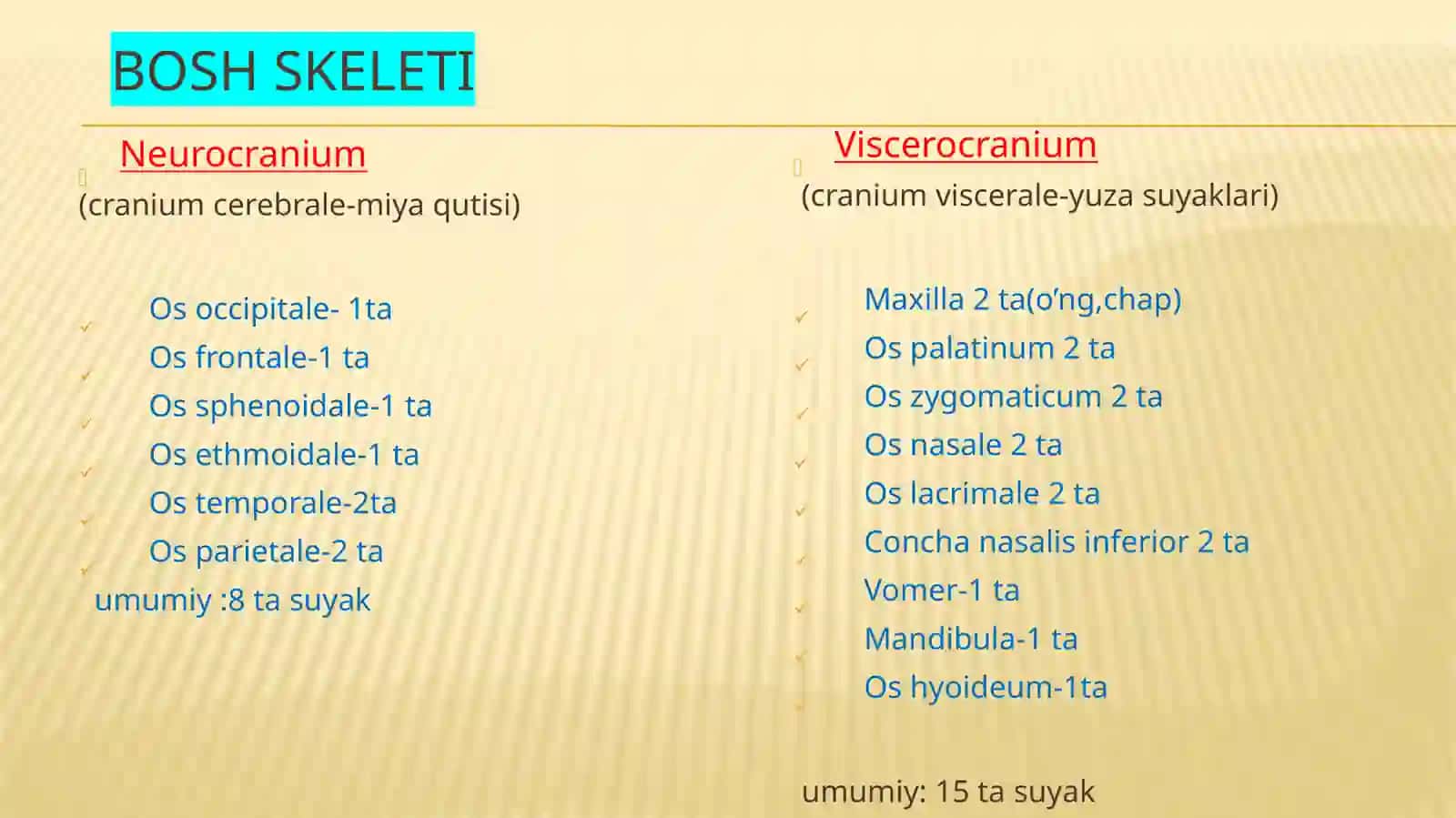 Bosh suyaklari 3