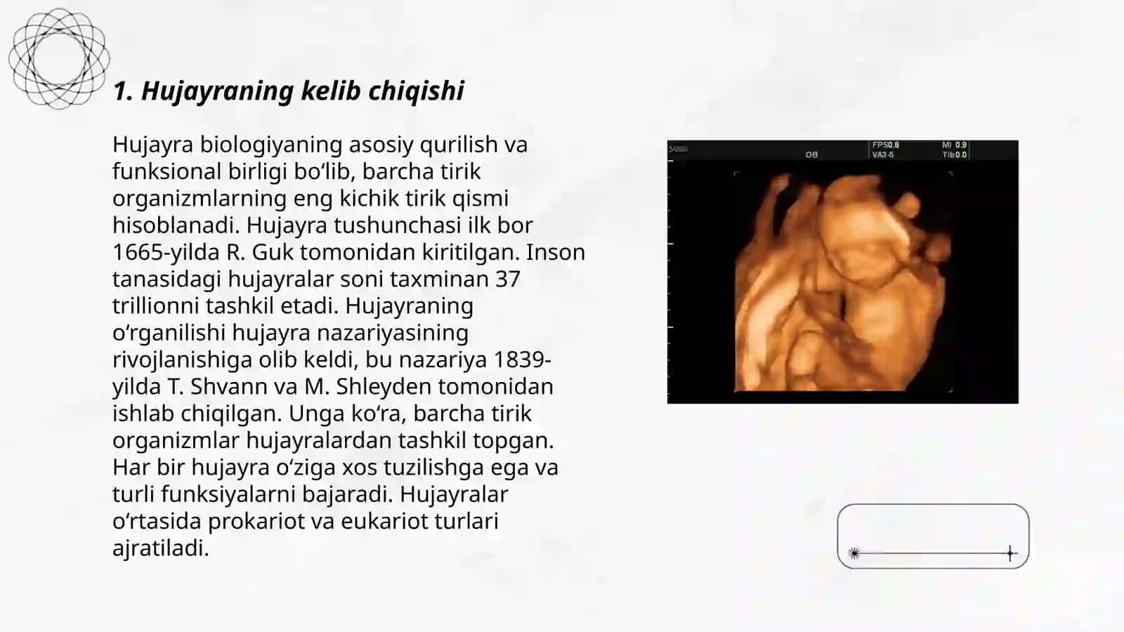 Hujayra ontogenezining rovojlanish bosqichlari 3