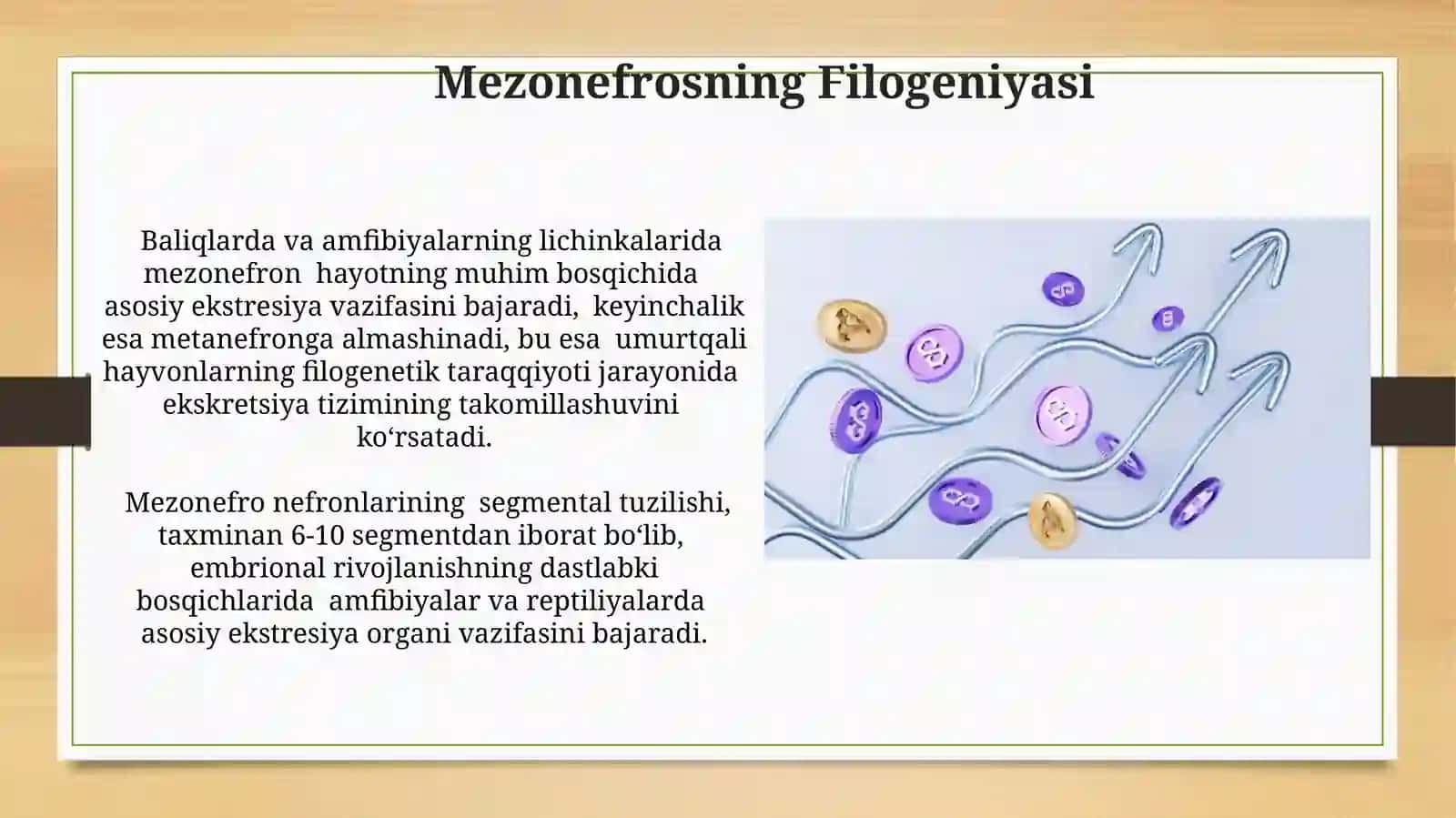 Mezonefrosning Filogeniyasi 3