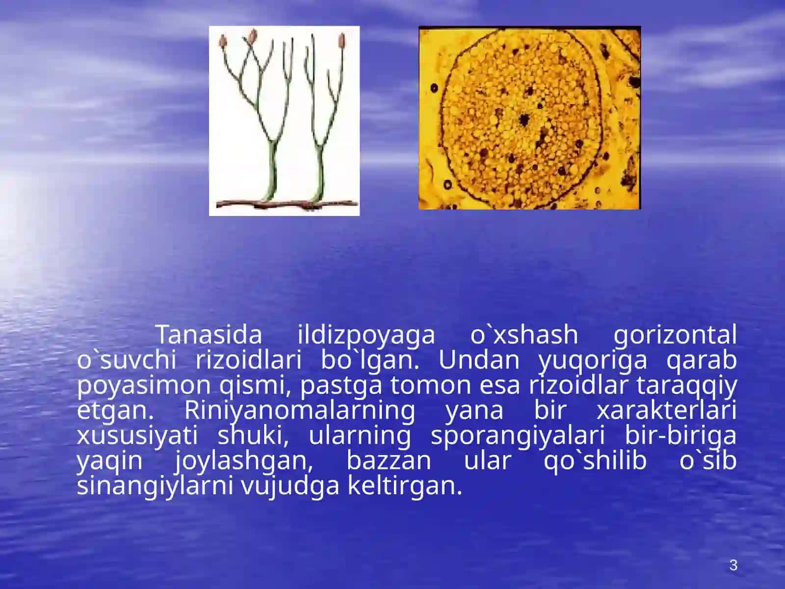 Riniyatoifalar (Rhyniophyta) 3