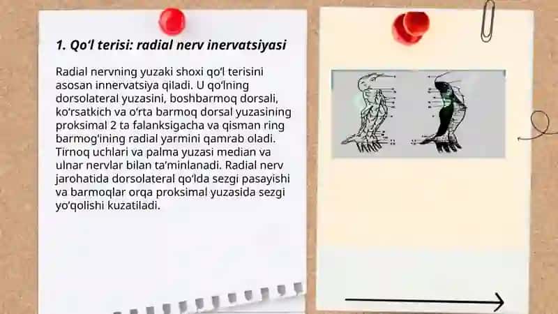 Qoʻl va oyoq terisi inervatsiyasi 3