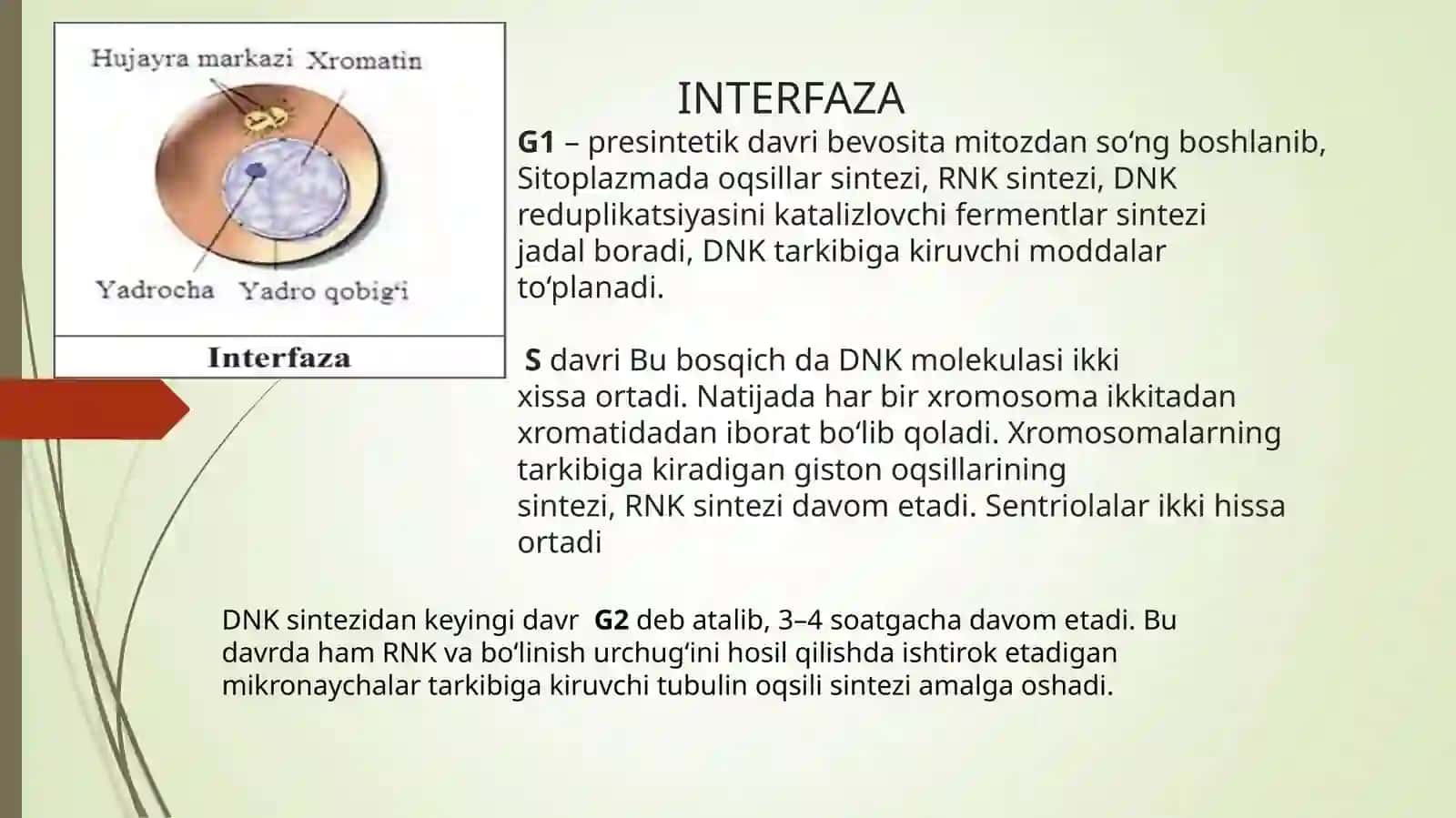 Mitoz va uning fazalari 3