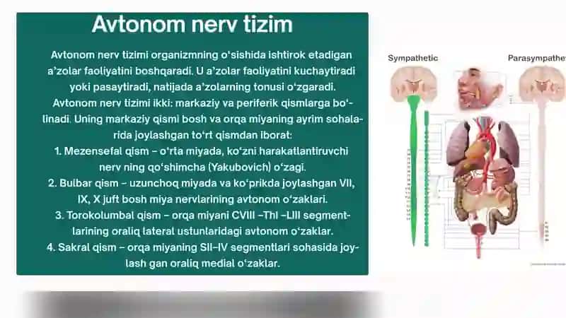 Vegetativ nerv sistemasi 3
