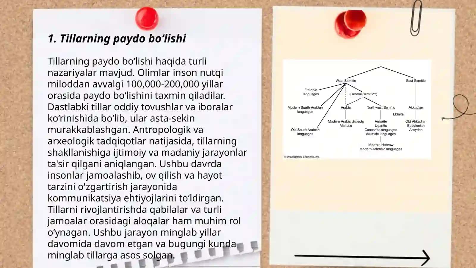 Tillarning geneologik tahlili 3