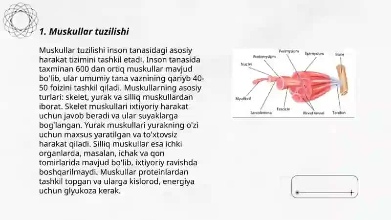 Muskullar anotomik tuzilishi 3