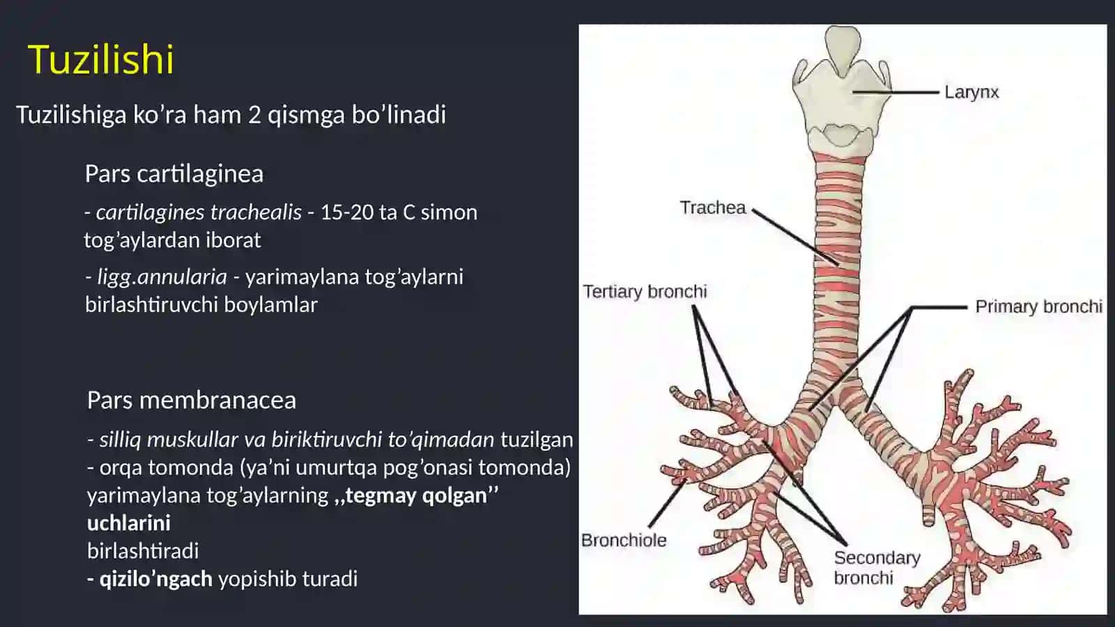 Nafas olish tizimi 3