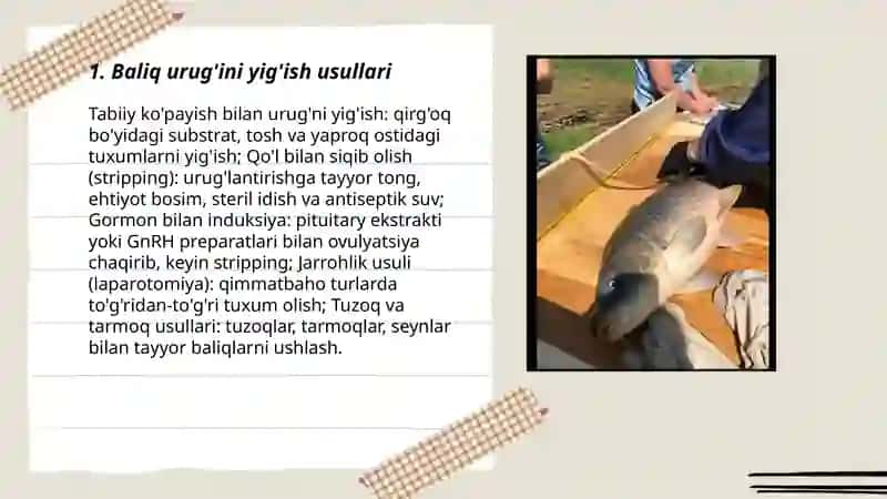 Baliq urug'ini olish, tayyorlash va saqlash 3