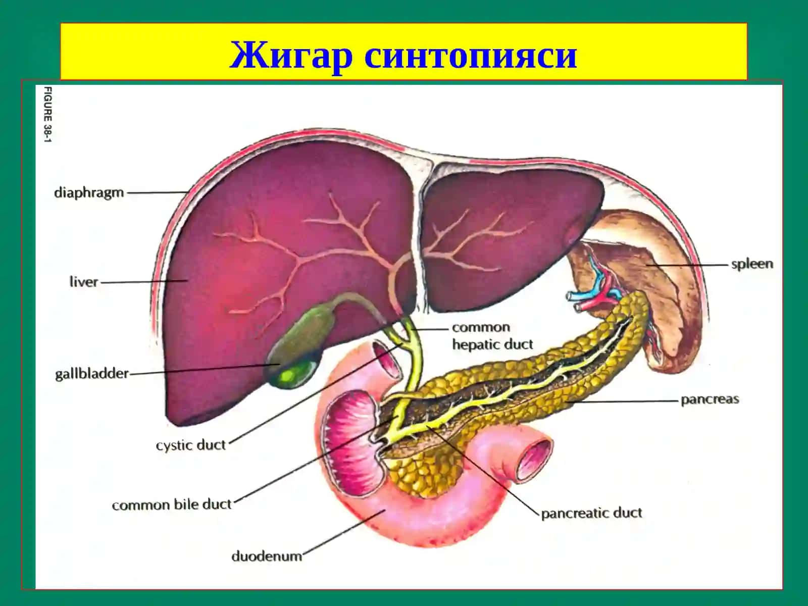 Жигар хирургик касалликлари 3